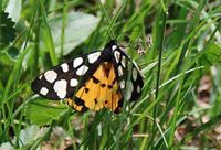 Arctia villica - schwarzer B&auml;r - Pfaffst&auml;tten, N&Ouml; - 03062018 - 1- &copy; M.u. B.Sabor (CC BY-NC-SA 4.0)