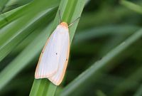 Cybosia mesomella - Elfenbein-Flechtenb&auml;rchen - Groisbach, N&Ouml; - 26062021 - &copy; M.u. B.Sabor (CC BY-NC-SA 4.0)