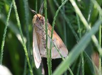 Diacrisia sannio - Rotrandb&auml;r - Breitenfurt, N&Ouml; - 22082021 - &copy; M.u. B.Sabor (CC BY-NC-SA 4.0)