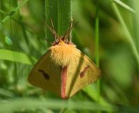 Diacrisia sannio - Rotrandb&auml;r - Breitenfurt, N&Ouml; - 25052019- &copy; M.u. B.Sabor (CC BY-NC-SA 4.0)