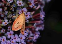 Miltochrista miniata - Rosen-Flechtenb&auml;rchen - Breitenfurt, Garten, N&Ouml; - 29072023 - &copy; M.u. B.Sabor (CC BY-NC-SA 4.0)