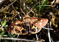 Arctia aulica - Hofdame - Stotzing, Bgld - 15052022 -(1)- &copy; M.u. B.Sabor (CC BY-NC-SA 4.0)