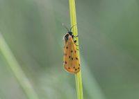 Setina roscida - Felsenflechtenb&auml;r - Stotzing, Bgld - 21082021- &copy; M.u. B.Sabor (CC BY-NC-SA 4.0)