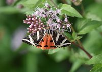 Euplagia quadripunctaria - russischer B&auml;r - Lilienfeld, N&Ouml; - 02092021 - &copy; M.u. B.Sabor (CC BY-NC-SA 4.0)