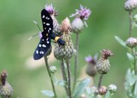 Amata phegea - Wei&szlig;flecken Widderchen - Alland, N&Ouml; - 11072021 - (8) - &copy; M.u. B.Sabor (CC BY-NC-SA 4.0)