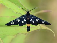 Amata phegea - Wei&szlig;flecken Widderchen - Gablitz, N&Ouml; -27062020-(18) - &copy; M.u. B.Sabor (CC BY-NC-SA 4.0)