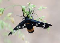 Amata phegea - Wei&szlig;flecken Widderchen - Breitenfurt, Garten, N&Ouml; - 20062021 - (113) - &copy; M.u. B.Sabor (CC BY-NC-SA 4.0)