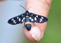 Amata phegea - Wei&szlig;flecken Widderchen - Breitenfurt, Garten, N&Ouml; - 20062021 - (115) - &copy; M.u. B.Sabor (CC BY-NC-SA 4.0)