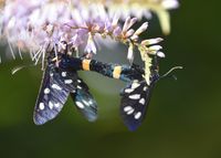 Amata phegea - Wei&szlig;flecken Widderchen - Paarung - Breitenfurt, Garten, N&Ouml; - 09072021 - (1) - &copy; M.u. B.Sabor (CC BY-NC-SA 4.0)