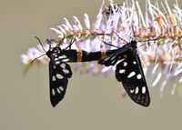 Amata phegea - Wei&szlig;flecken Widderchen - Paarung - Breitenfurt, Garten, N&Ouml; - 09072021 - (4) - &copy; M.u. B.Sabor (CC BY-NC-SA 4.0)