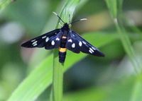 Amata phegea - Wei&szlig;fleck-Widderchen - Prellenkirchen, N&Ouml; - 15062023 - &copy; M.u. B.Sabor (CC BY-NC-SA 4.0)