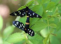 Amata phegea - Wei&szlig;fleck-Widderchen Paarung - Prellenkirchen, N&Ouml; - 15062023 - &copy; M.u. B.Sabor (CC BY-NC-SA 4.0)