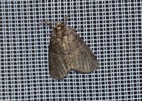 Ochropacha duplaris - Zweipunkt-Eulenspinner - Breitenfurt, Garten, N&Ouml; am Leuchtturm - 05082022 - (1) - &copy; M.u. B.Sabor (CC BY-NC-SA 4.0)