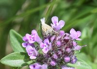 Holoscolia huebneri - Faulholzmotte - Perchtoldsdorf, N&Ouml; - 10052024 - &copy; M.u. B.Sabor (CC BY-NC-SA 4.0)