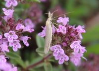 Pleurota pyropella - Motte - Gmd. Wienerwald, N&Ouml; - 11062023 - &copy; M.u. B.Sabor (CC BY-NC-SA 4.0)