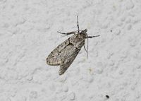 Diurnea fagella - Buchenmotte - Breitenfurt, Garten, N&Ouml; - 14042022 - &copy; M.u. B.Sabor (CC BY-NC-SA 4.0)