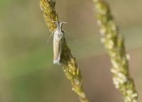 Pleurota marginella - Motte - Purbach, Bgld - 03062023 - &copy; M.u. B.Sabor (CC BY-NC-SA 4.0)