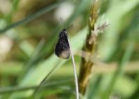 Epichnopterix sp. - Wiesensacktr&auml;ger - Klausen-Leopoldsdorf, N&Ouml; - 26042020 - &copy; M.u. B.Sabor (CC BY-NC-SA 4.0)