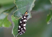 Euplocamus anthracinalis - Anthrazitmotte - M&auml;nnchen - Hinterbr&uuml;hl, N&Ouml; - 04062023 - &copy; M.u. B.Sabor (CC BY-NC-SA 4.0)