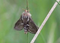 Korscheltellus lupulina - Kleiner Hopfen-Wurzelbohrer - Gmd. Wienerwald, N&Ouml; - 29052020 - &copy; M.u. B.Sabor (CC BY-NC-SA 4.0)