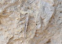 Ypsolopha mucronella - Motte - Perchtoldsdorf, N&Ouml; - 03062022 - &copy; M.u. B.Sabor (CC BY-NC-SA 4.0)