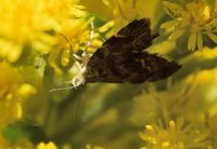 Anthophila fabriciana - Brennnessel-Spreizfl&uuml;gelfalter - Breitenfurt, Garten - 15082021 - &copy; M.u. B.Sabor (CC BY-NC-SA 4.0)