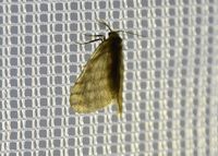 Bijugis bombycella - Ockergelber Gitter-Sacktr&auml;ger - Breitenfurt, Garten, N&Ouml; am Leuchtturm - 03062022 - &copy; M.u. B.Sabor (CC BY-NC-SA 4.0)