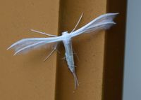 Pterophorus pentadactyla - Wei&szlig;e Winden-Federmotte -Breitenfurt, Garten, N&Ouml; - 29082020 - &copy; M.u. B.Sabor (CC BY-NC-SA 4.0)