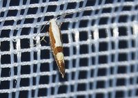 Argyresthia pruniella - Kirschbl&uuml;ten-Knospenmotte - Stotzing, Leuchtturm, Bgld - 14082023 - (1) - &copy; M.u. B.Sabor (CC BY-NC-SA 4.0)