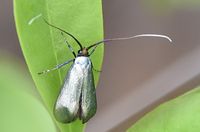 Adela reaumurella - Langhornfalter - Hainburg, N&Ouml; - 21042023 - &copy; M.u. B.Sabor (CC BY-NC-SA 4.0)