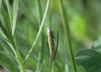 Coleophora sp. - Miniersacktr&auml;ger - Eisenstadt, Bgld - 08052022 - &copy; M.u. B.Sabor (CC BY-NC-SA 4.0)