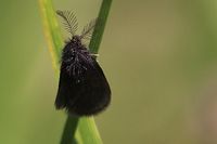 Epichnopterix sp - Sacktr&auml;ger - Mariazell, Stmk - 02062023 - &copy; M.u. B.Sabor (CC BY-NC-SA 4.0)