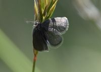 Epichnopterix sp - Sacktr&auml;ger - T&uuml;rnitz, N&Ouml; - 25052023 - &copy; M.u. B.Sabor (CC BY-NC-SA 4.0)