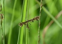 Geina didactyla - Federmotte - Kernhof, N&Ouml; - 26062022 - &copy; M.u. B.Sabor (CC BY-NC-SA 4.0)