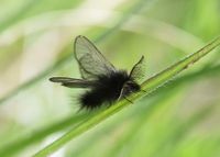 Ptilocephala muscella - Fliegen-Sacktr&auml;ger - Stopfenreuth, N&Ouml; - 05052023 - (2) - &copy; M.u. B.Sabor (CC BY-NC-SA 4.0)