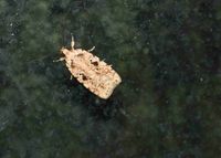 Agonopterix arenella - Plattleibfalter - Breitenfurt, Garten, N&Ouml; - 10052024 - &copy; M.u. B.Sabor (CC BY-NC-SA 4.0)