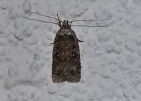 Agonopterix heracliana - Plattleibfalter - Breitenfurt, Garten, N&Ouml; - 26042022 - &copy; M.u. B.Sabor (CC BY-NC-SA 4.0)