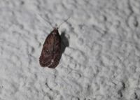 Depressaria albipunctella - Depressariidae - Breitenfurt, Garten, N&Ouml; - 17032023 - &copy; M.u. B.Sabor (CC BY-NC-SA 4.0)