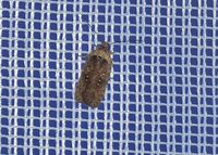 Agonopterix capreolella - Plattleibfalter - Stotzing, Leuchtturm, Bgld - 14062024 - &copy; M.u. B.Sabor (CC BY-NC-SA 4.0)