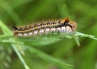 Euthrix potatoria - Grasglucke - Raupe - Gmd. Wienerwald, N&Ouml; - 28052022 - (8) - &copy; M.u. B.Sabor (CC BY-NC-SA 4.0)