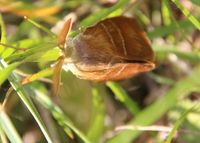 Macrothylacia rubi - Brombeerspinner - Laab im Walde, N&Ouml; - 13052024 - (1) - &copy; M.u. B.Sabor (CC BY-NC-SA 4.0)