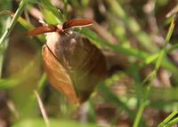 Macrothylacia rubi - Brombeerspinner - Laab im Walde, N&Ouml; - 13052024 - (2) - &copy; M.u. B.Sabor (CC BY-NC-SA 4.0)