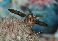 Poecilocampa populi - Kleine Pappelglucke - Breitenfurt, Garten, N&Ouml; - 08112024 - (2) - &copy; M.u. B.Sabor (CC BY-NC-SA 4.0)