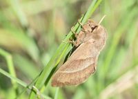 Macrothylacia rubi - Brombeerspinner - Stotzing, Bgld - 15052022 - (3) - &copy; M.u. B.Sabor (CC BY-NC-SA 4.0)