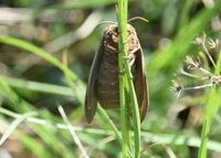 Macrothylacia rubi - Brombeerspinner - Stotzing, Bgld - 15052022 - (4) - &copy; M.u. B.Sabor (CC BY-NC-SA 4.0)