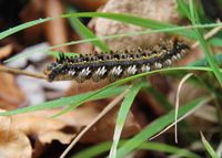 Euthrix potatoria - Grasglucke - Raupe - Mitterbach a. Erlaufsee, N&Ouml; - 02052024 - &copy; M.u. B.Sabor (CC BY-NC-SA 4.0)