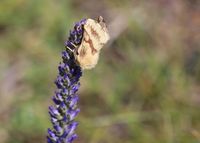 Malacosoma castrensis - Wolfsmilch-Ringelspinner - Hundsheim, N&Ouml; - 15062024 - &copy; M.u. B.Sabor (CC BY-NC-SA 4.0)