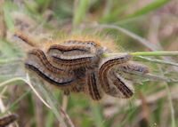 Malacosoma castrensis - Wolfsmilch-Ringelspinner - Raupe - Spitzerberg - 01052024 - &copy; M.u. B.Sabor (CC BY-NC-SA 4.0)