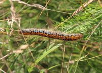 Malacosoma castrensis - Wolfsmilch-Ringelspinner - Raupe -Spitzerberg - 15062023 - &copy; M.u. B.Sabor (CC BY-NC-SA 4.0)