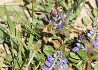 Hemaris tityus - Skabiosenschw&auml;rmer - Klausen Leopoldsdorf, N&Ouml; - 26042020 - &copy; M.u. B.Sabor (CC BY-NC-SA 4.0)